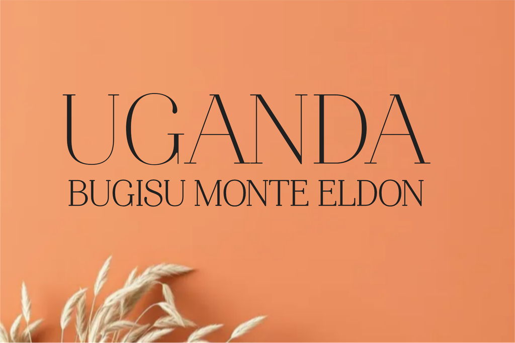CAFE UGANDA BUGISU