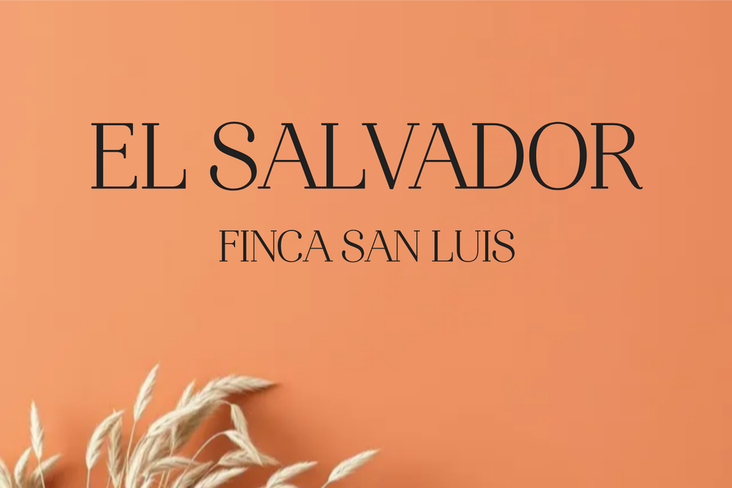 CAFE EL SALVADOR SAN LUIS (Grano, 250g., Tueste Medio (siempre disponible))