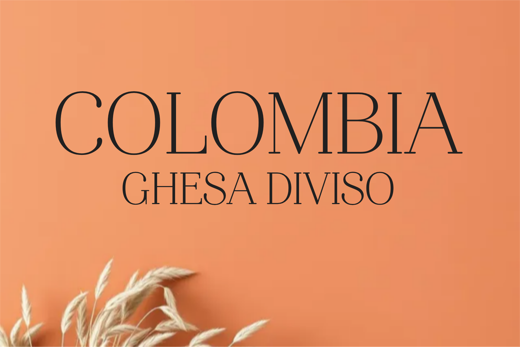 CAFE COLOMBIA GESHA DIVISO (Grano)