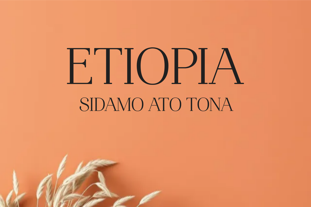 CAFE ETIOPIA SIDAMO  GR2 ATO TONA (Grano, 250g., Tueste Medio (siempre disponible))