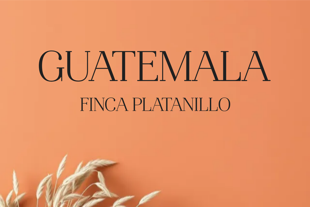 CAFE GUATEMALA PLATANILLO (Grano, 250g., Tueste Medio (siempre disponible))