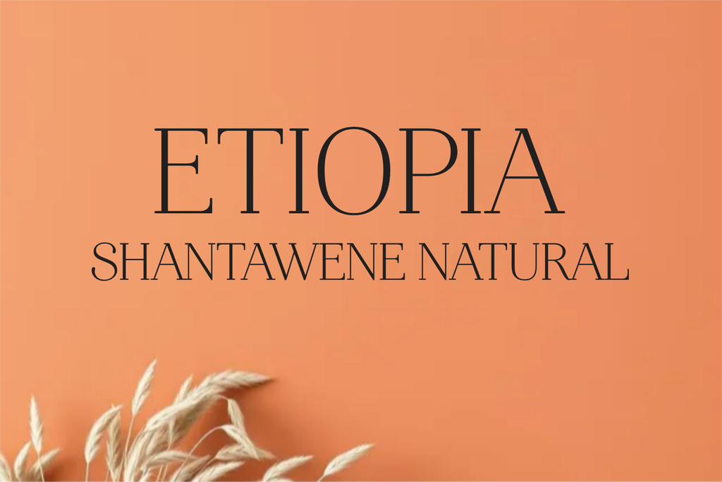 CAFE ETIOPIA SHANTAWENE NATURAL (Grano, 250g., Tueste Medio (siempre disponible))