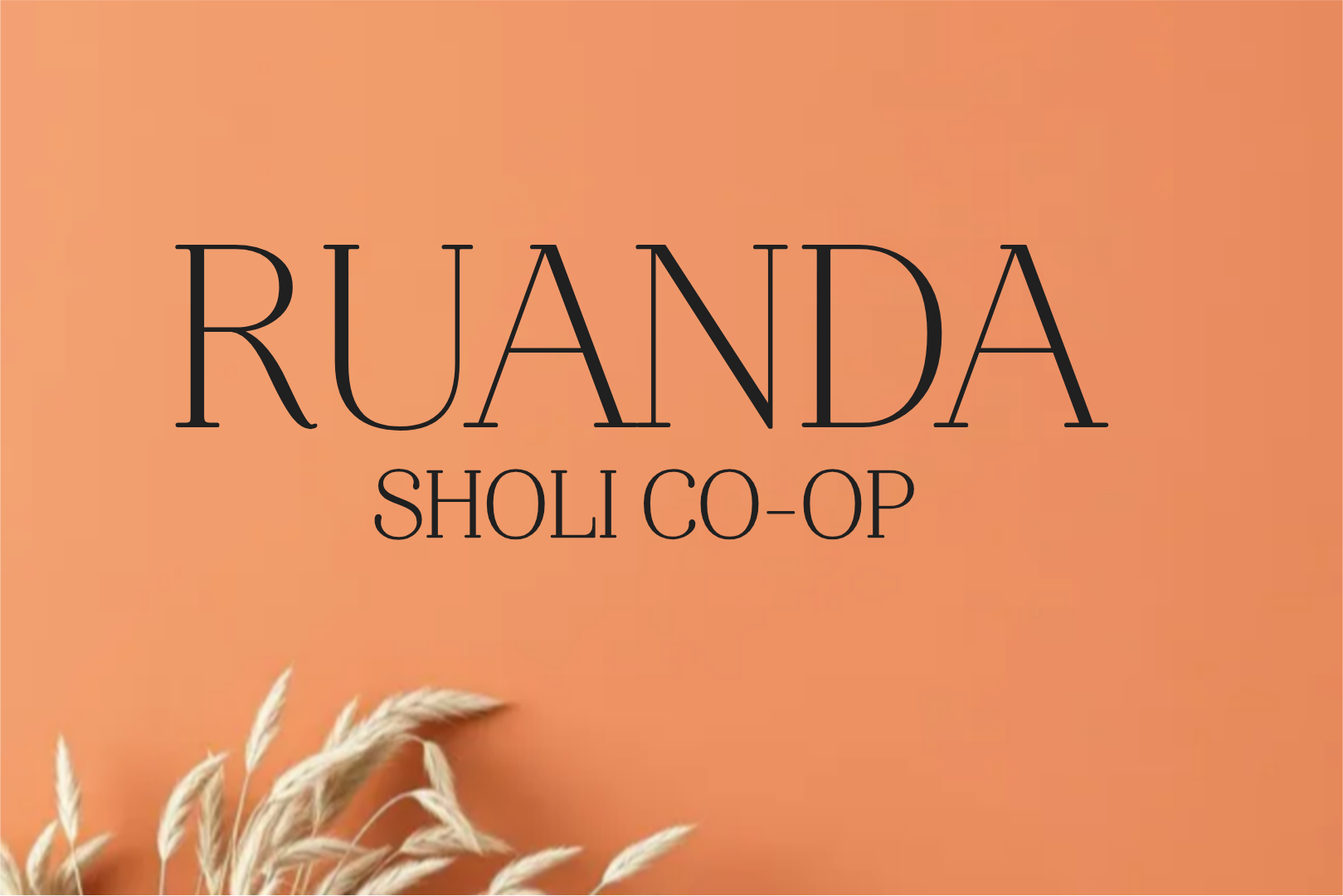 CAFE RUANDA SHOLI LAVADO